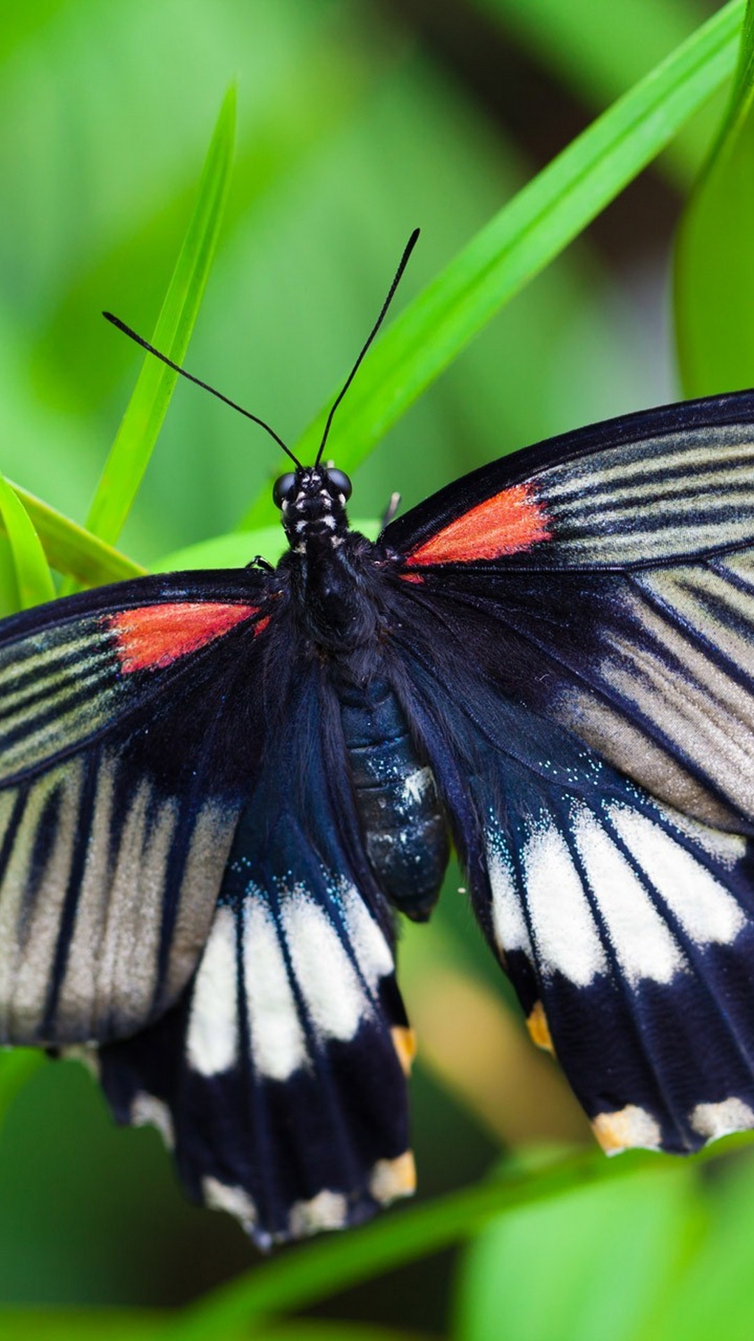 Android Wallpaper Butterfly Pictures 2021 Android Wallpapers