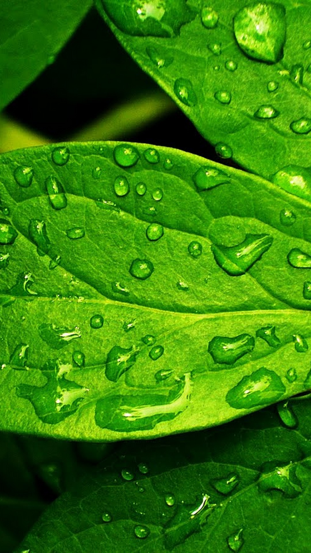 Android Wallpaper HD Green Leaf 2021 Android Wallpapers