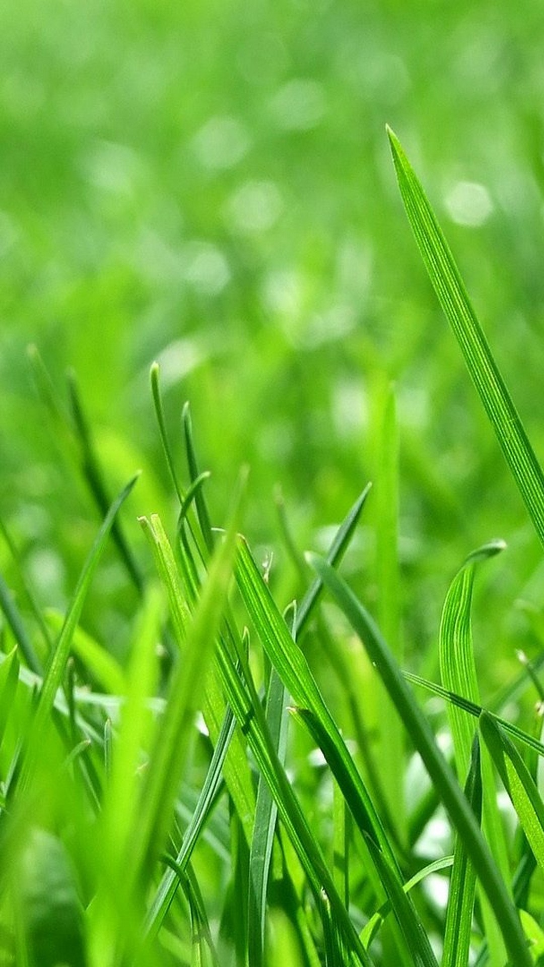 Android Wallpaper Nature Green 2021 Android Wallpapers