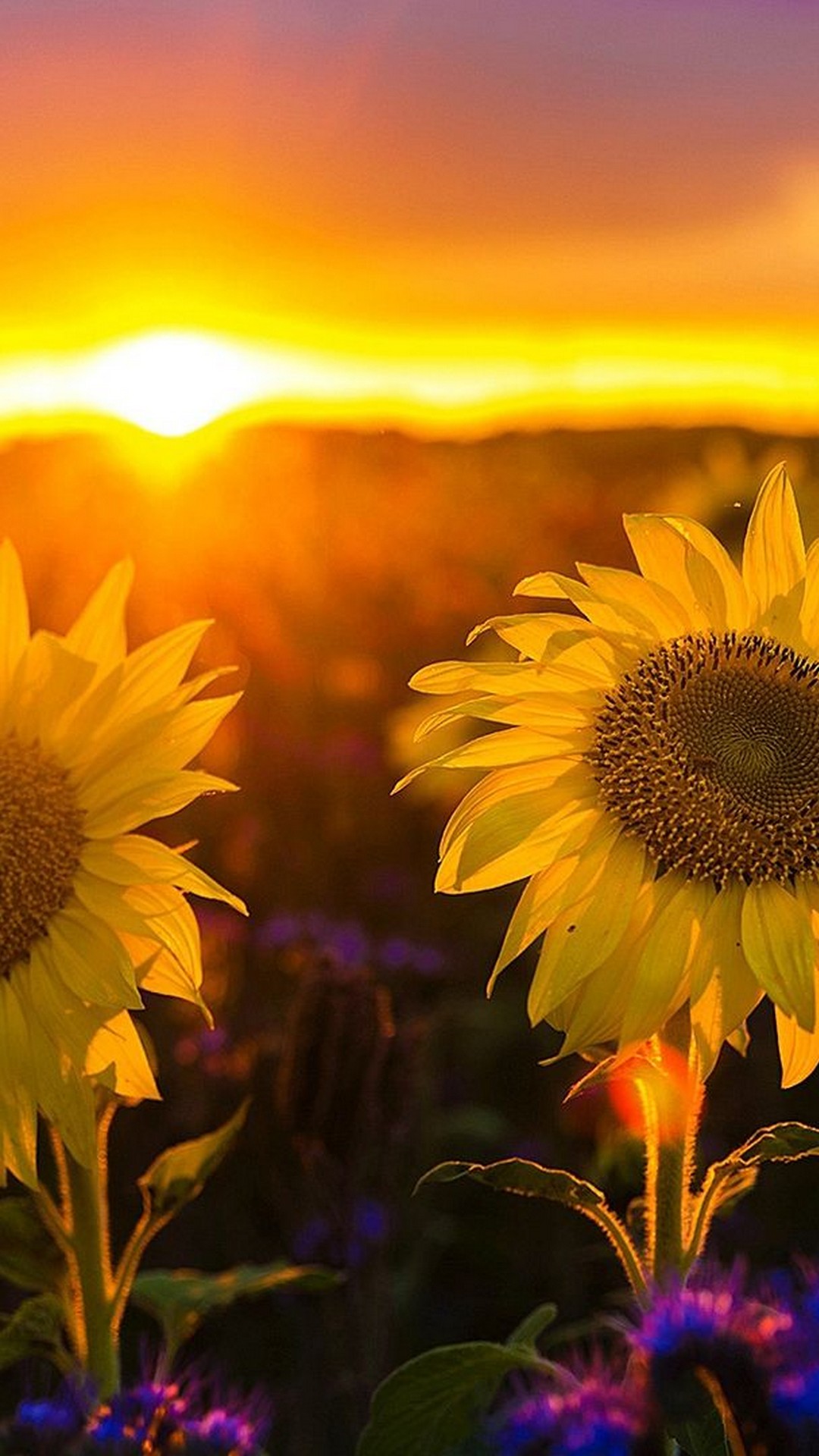 Android Wallpaper Sunset 2021 Android Wallpapers