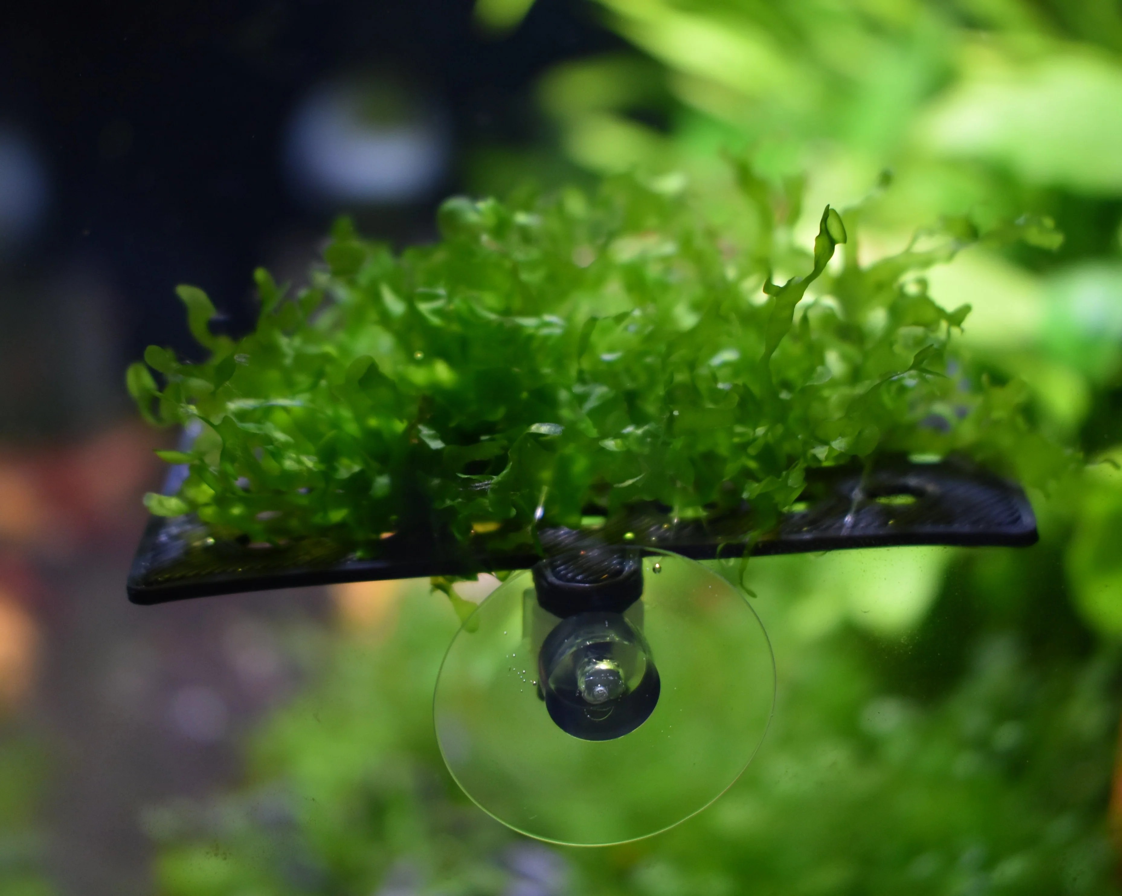 Aquarium Moss Ledge Holder 3D Aquatic Solutions