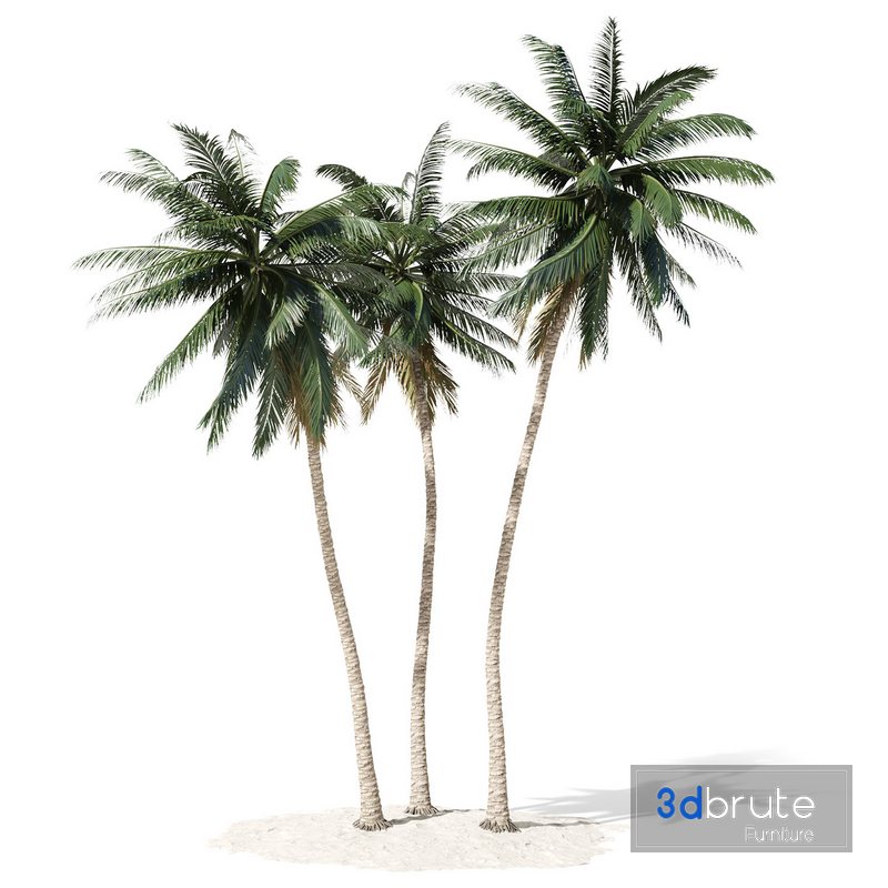 Coconut palm tree 3d model Buy Download 3dbrute