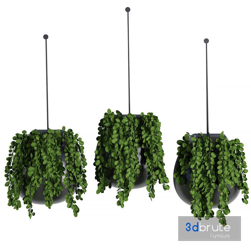 Hanging Indoor Plant SetV5 3d model Buy Download 3dbrute