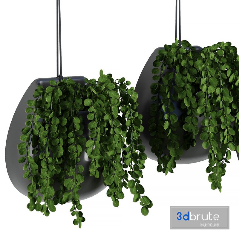 Hanging Indoor Plant SetV5 3d model Buy Download 3dbrute