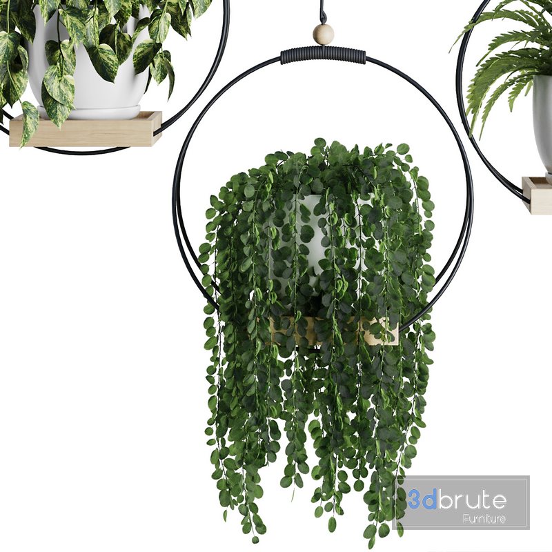 Hanging Indoor Plant SetV2 3d model Buy Download 3dbrute