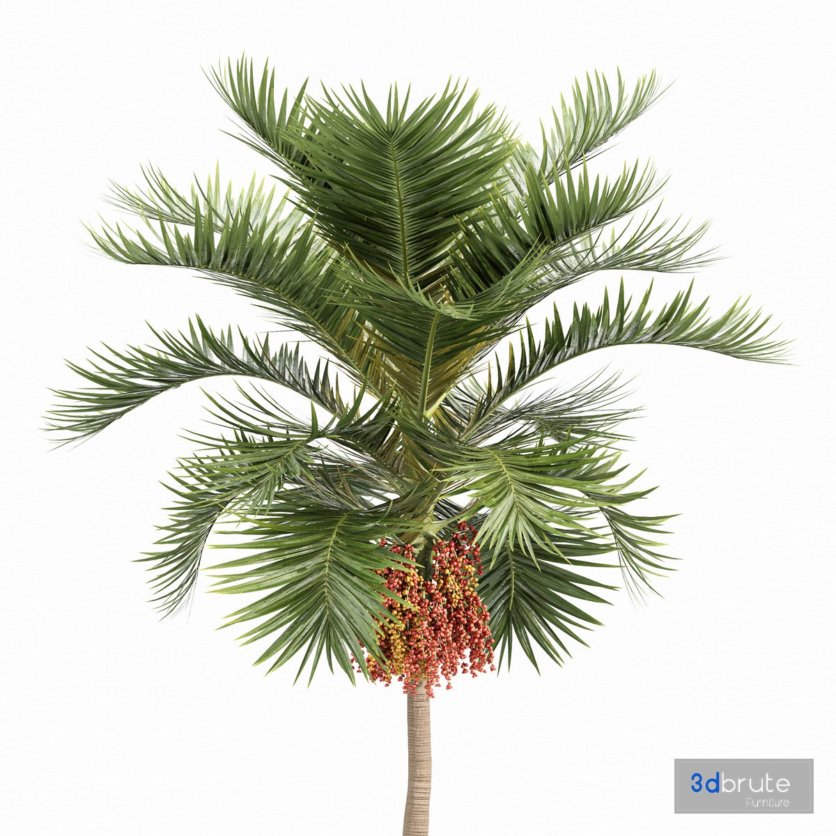 Christmas Palm Manila Palm Adonidia Veitchia Merrillii 3d model Buy