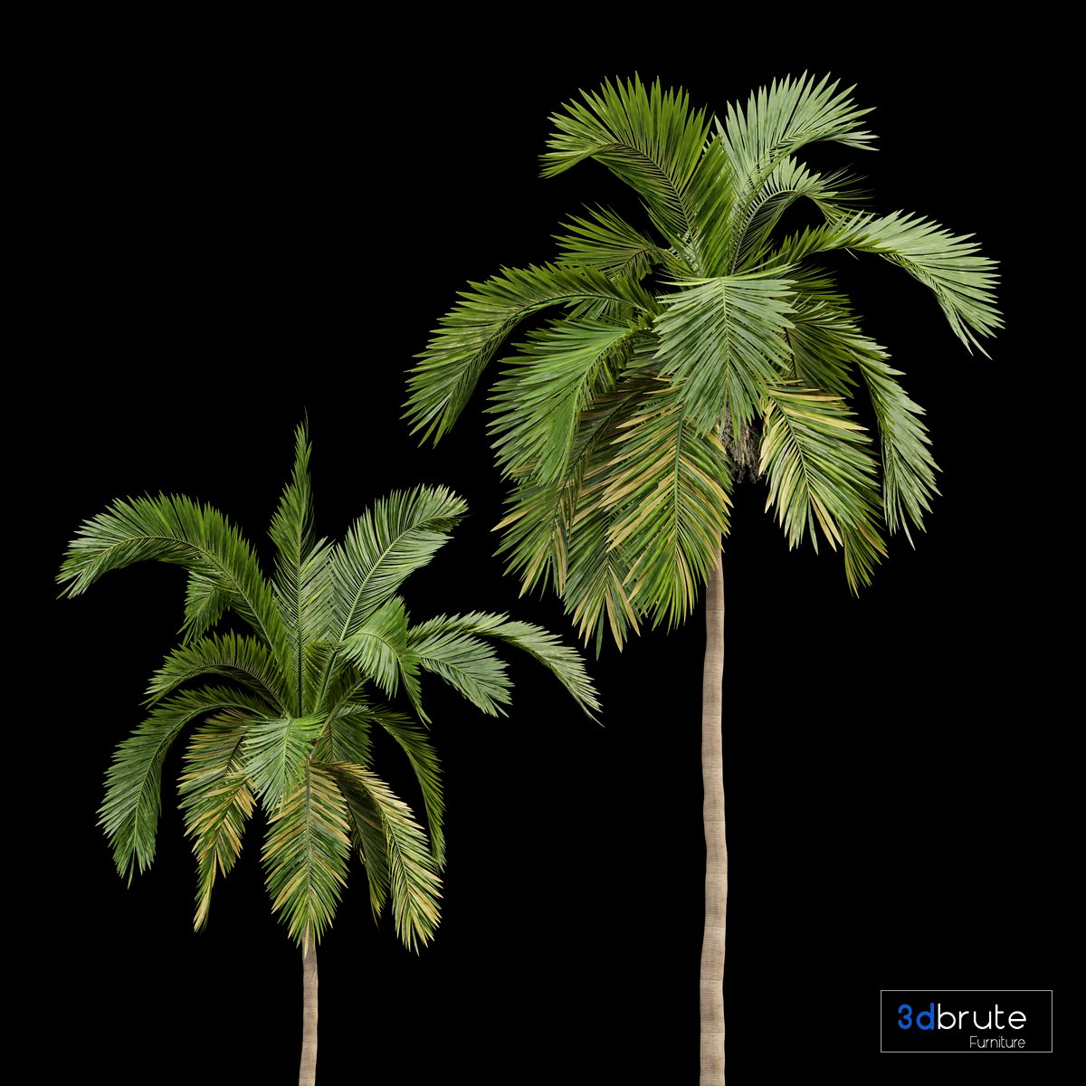 Queen Palm Tree Syagrus Romanzoffiana 3d model Buy Download 3dbrute
