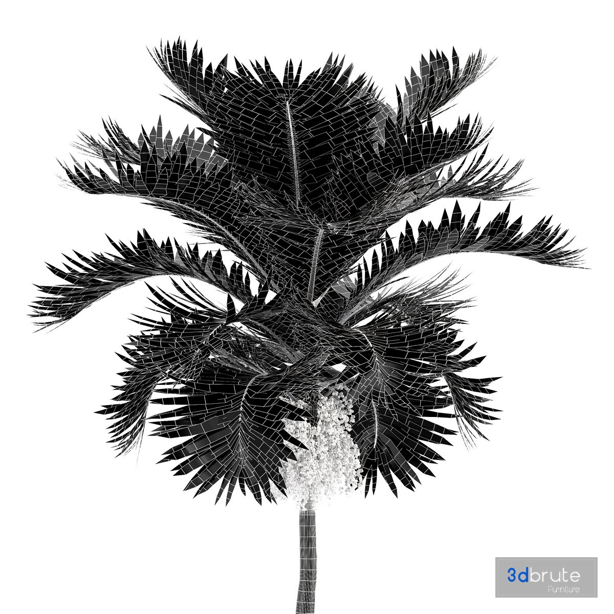 Christmas Palm Manila Palm Adonidia Veitchia Merrillii 3d model Buy