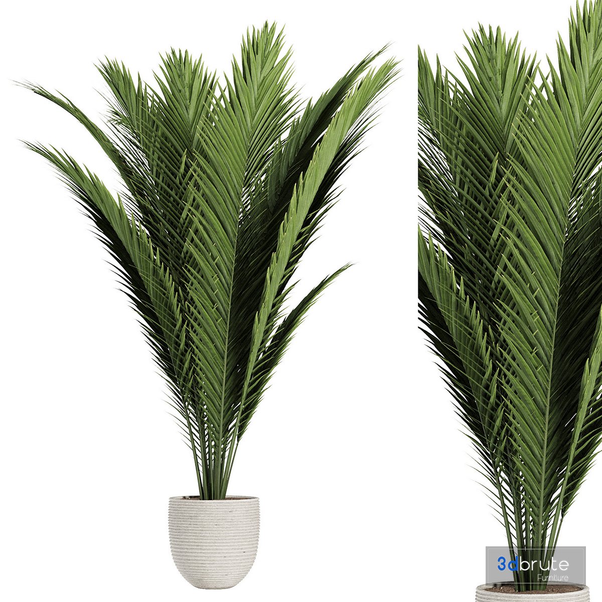 palm indoor plant 3d model Buy Download 3dbrute