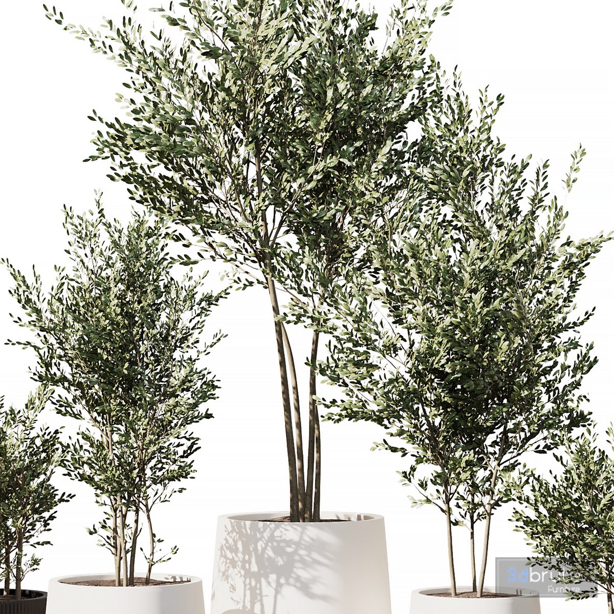 Indoor Plant Set V6 Olive Tree 3d model Buy Download 3dbrute