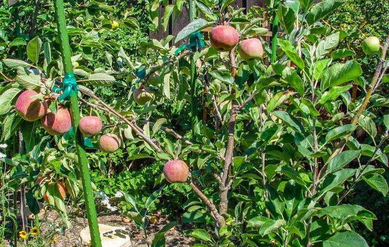 Vineyard and Orchard 3D Farming