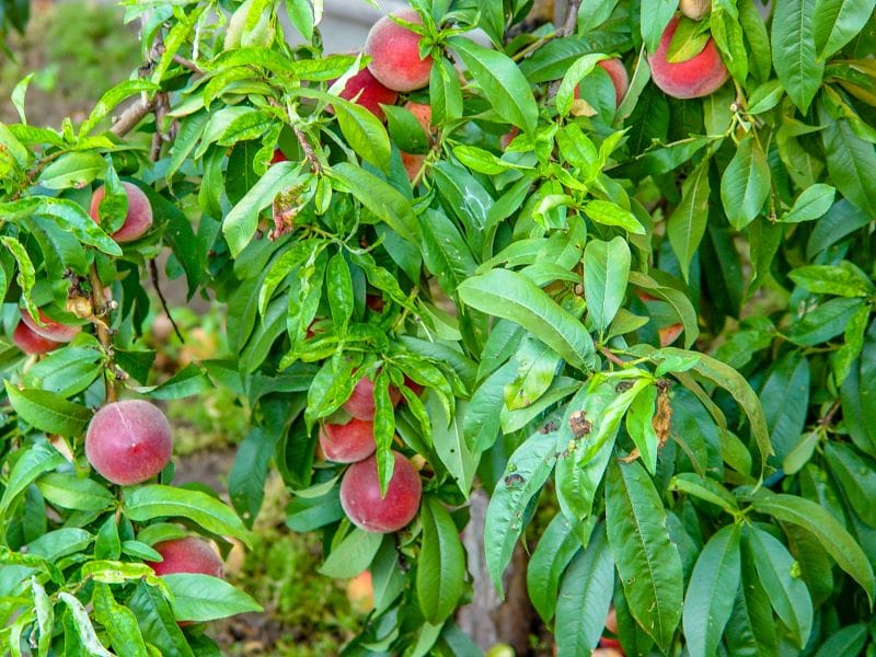 Vineyard and Orchard 3D Farming