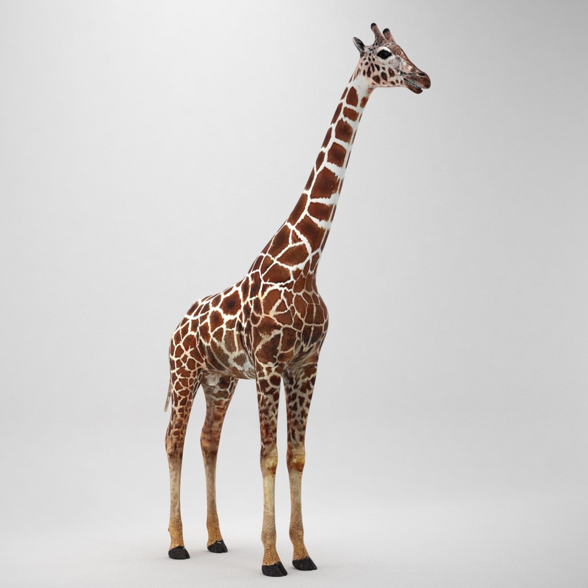 Giraffe 3D 3D Model 3DHunt.co