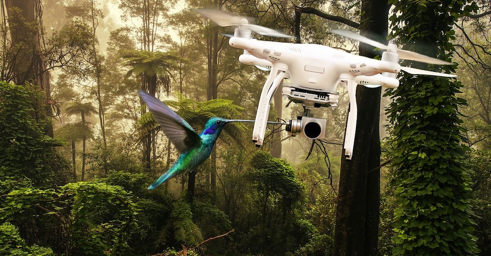 How to Avoid Bird Attacks on Your Drone 3D Insider