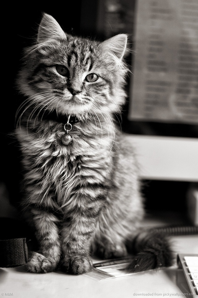 Cat Wallpaper For iPhone 2021 3D iPhone Wallpaper
