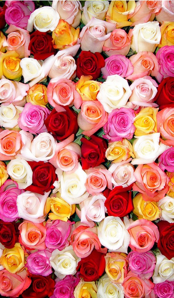 Colorful Roses Wallpaper iPhone 2021 3D iPhone Wallpaper
