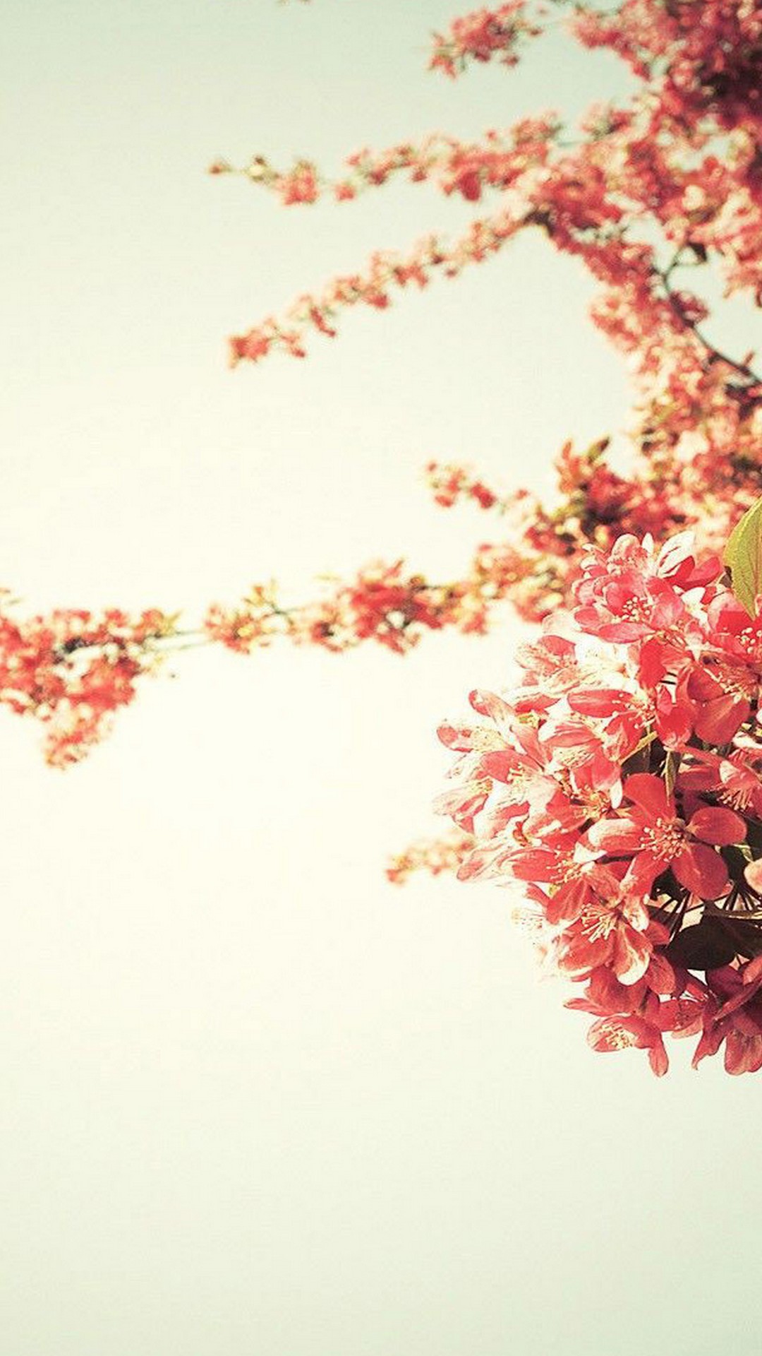 Beautiful Spring Wallpaper For iPhone 3D iPhone Wallpaper 2024