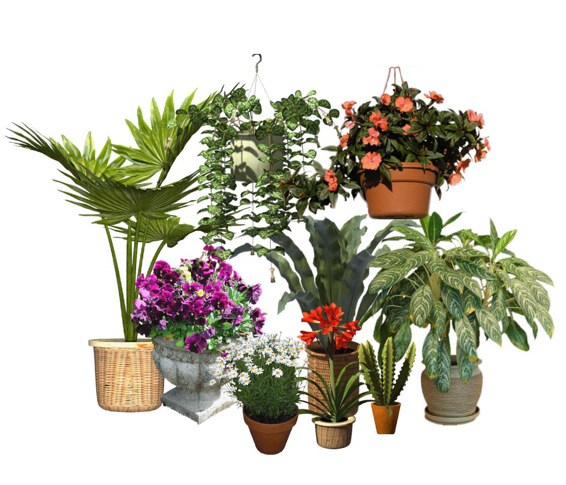 Potted Plants Catalog Details