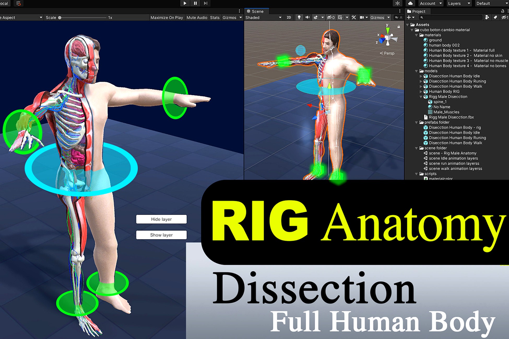 RIG Dissection Anatomy Full Human Body Male 3d model