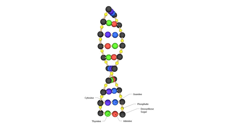 Simple DNA Model for School Projects 3d