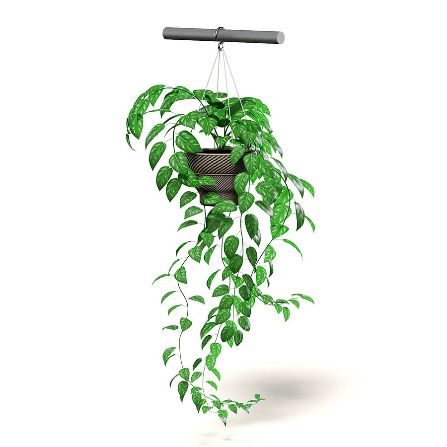 Hanging Plant 3D Model