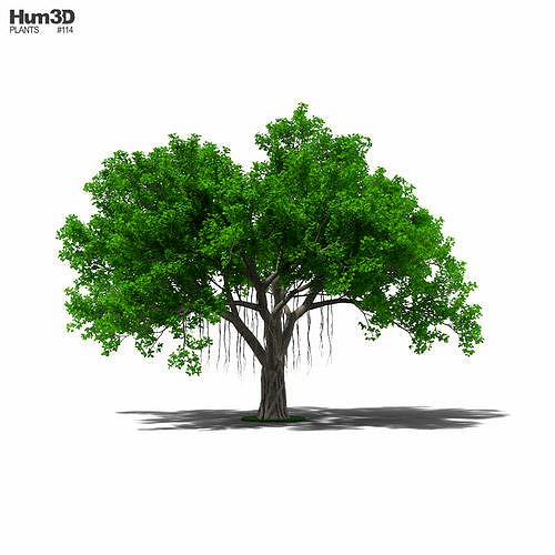 Banyan Tree 3d model
