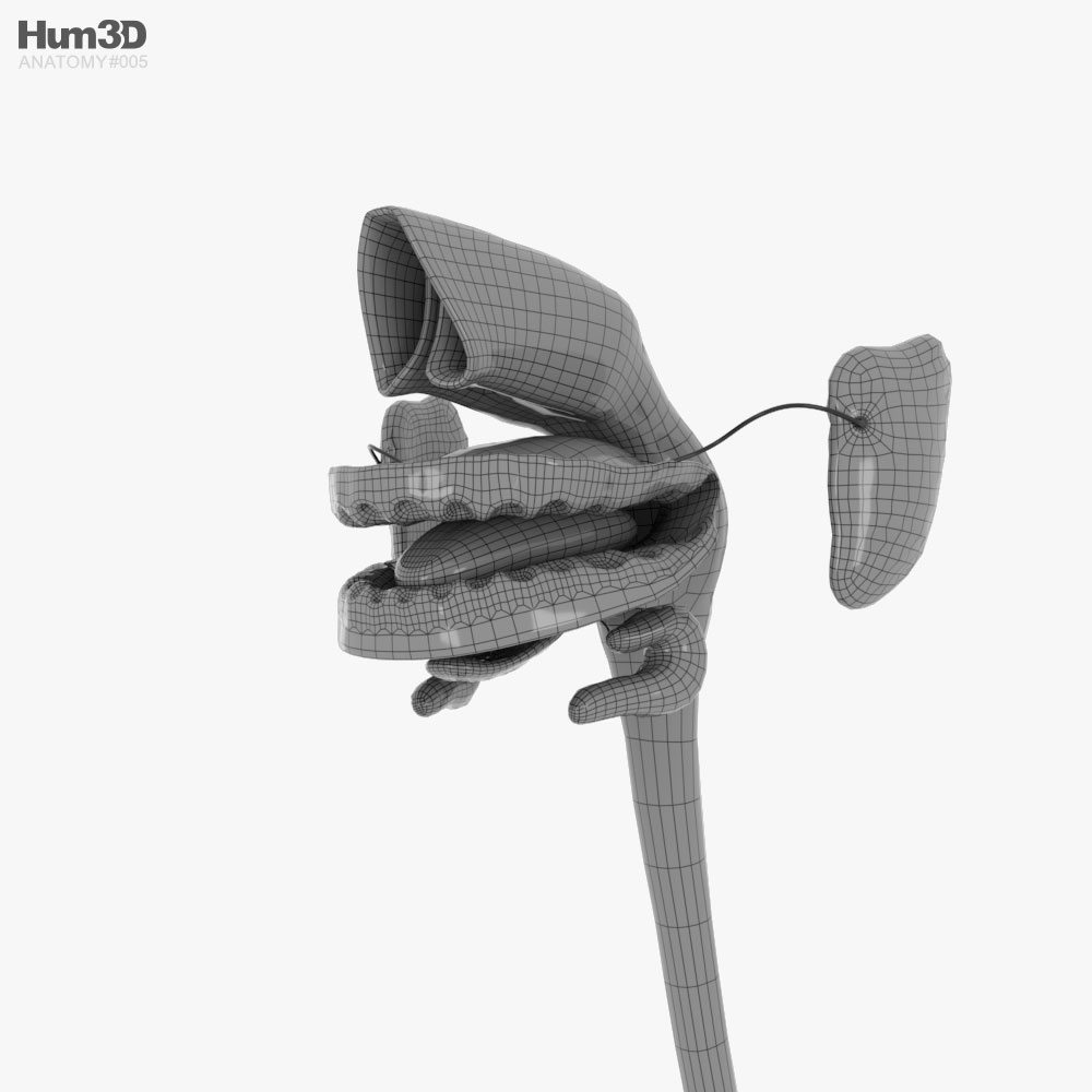 Human Digestive System 3D model - Download Anatomy on 3DModels.org