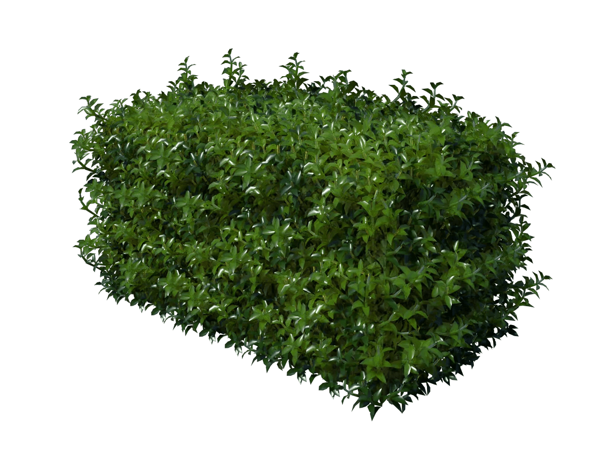 Hedge Rectangular 3D Model 3D Models World