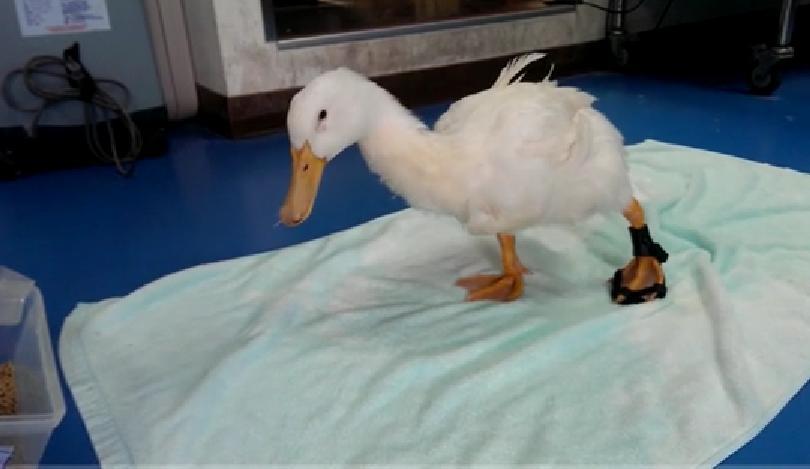 QuackQuack The Duck Walks Again Thanks to a 3D Printed Leg Brace