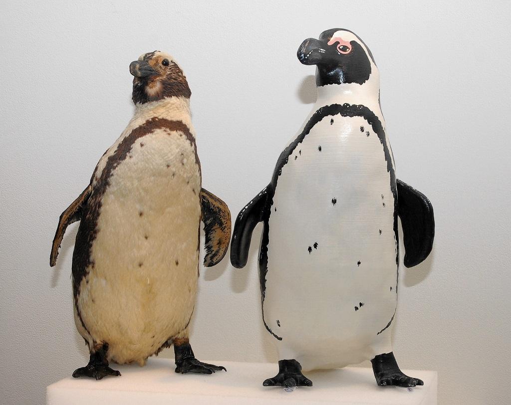 See the BlackFooted Penguin in 3D Print as the Bruce Museum Celebrates