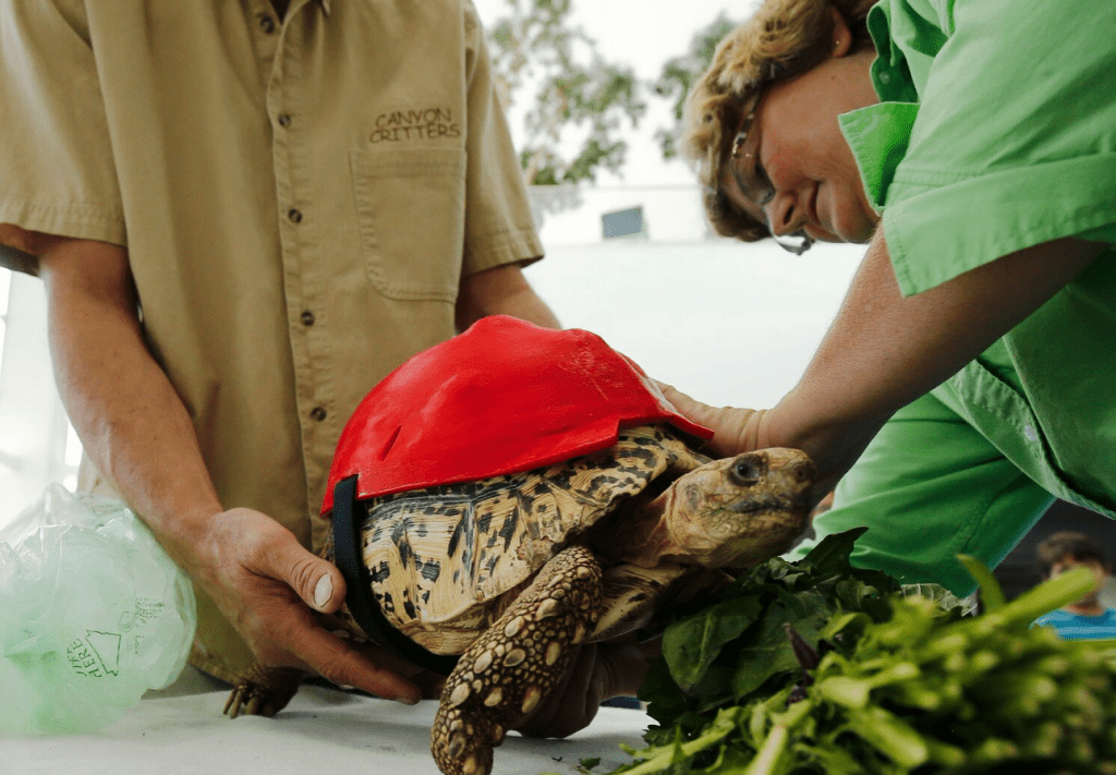 Tortoise, Cleopatra, Receives New and Improved 3D Printed Shell to