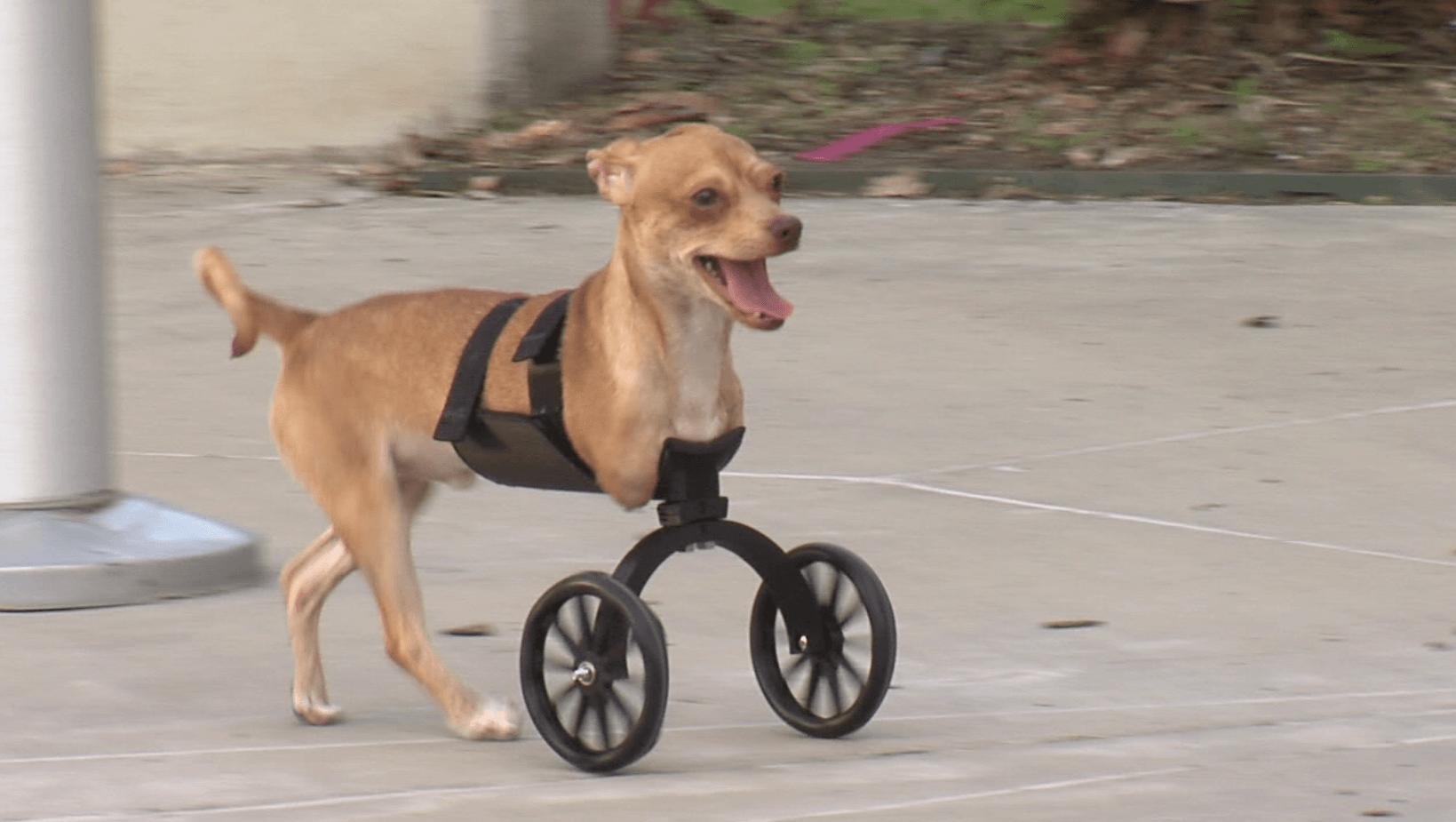 Scooter, the 2Legged Puppy Sensation Thanks to 3D