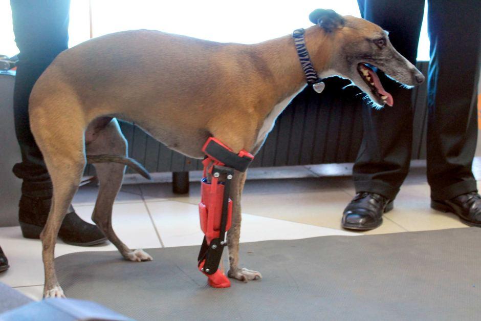 3D Printed Leg Allows Completely Natural Movement for Injured Whippet
