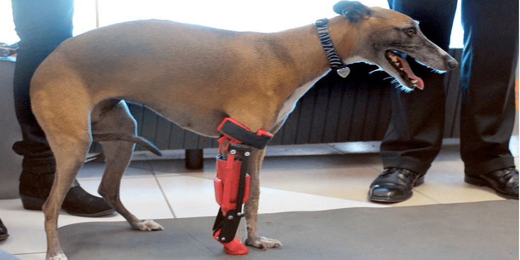 3D Printed Leg Allows Completely Natural Movement for Injured Whippet The Voice
