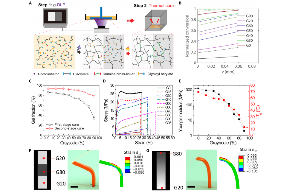 3d 4d Dlp Printing With Functionally Graded Materials 3dprint Com The Voice Of 3d Printing Additive Manufacturing