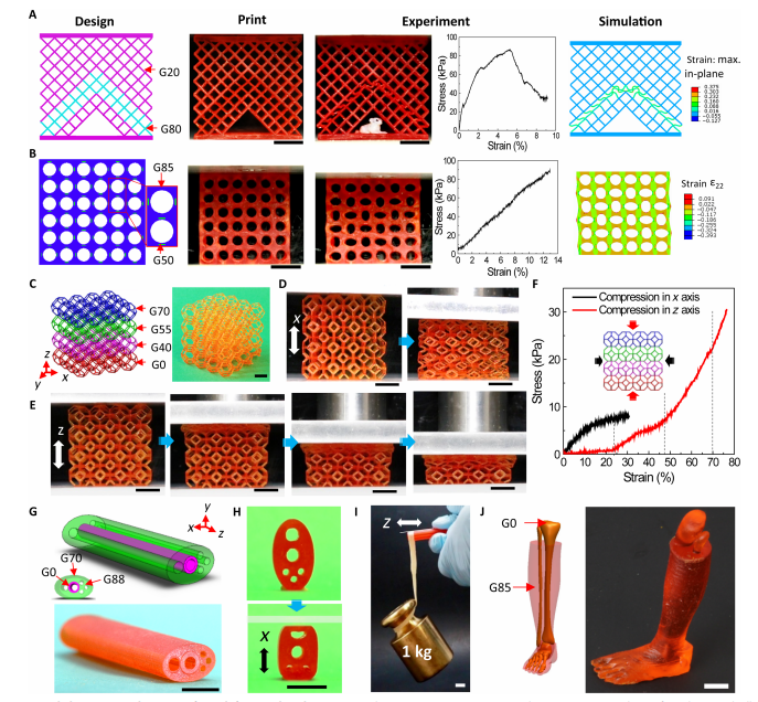 3D & 4D DLP Printing with Functionally Graded Materials