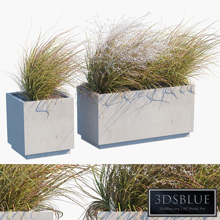 Plant in pots 27 Wind blows