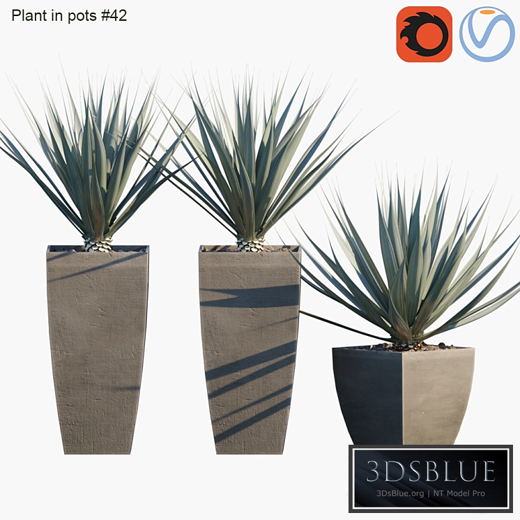 Plant in pots 42 Agave