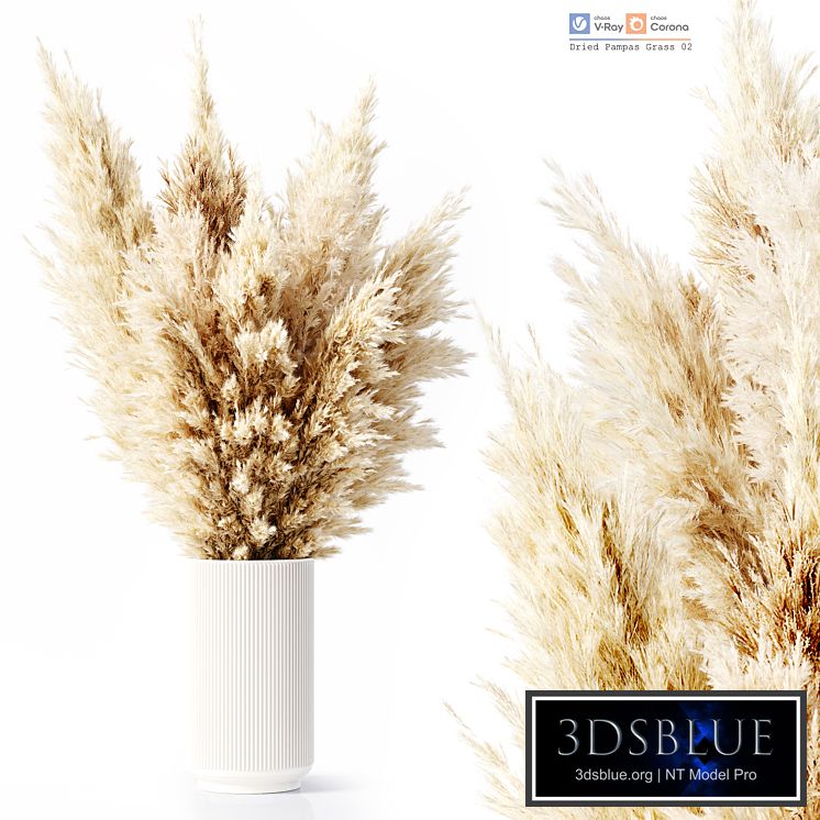 Dried Pampas Grass 02