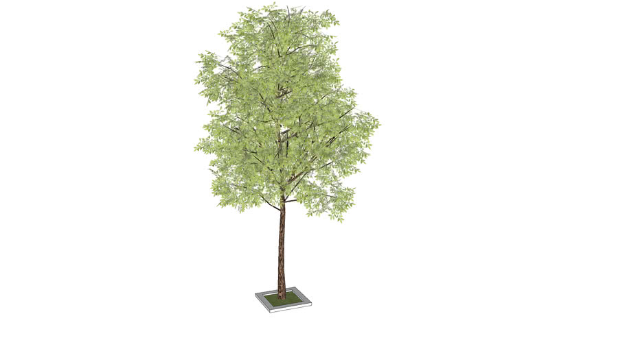 10_3d model sketchup trees collection_02_tree_10.skp 3D Warehouse