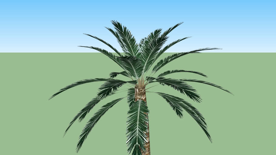 coconut tree 3D Warehouse