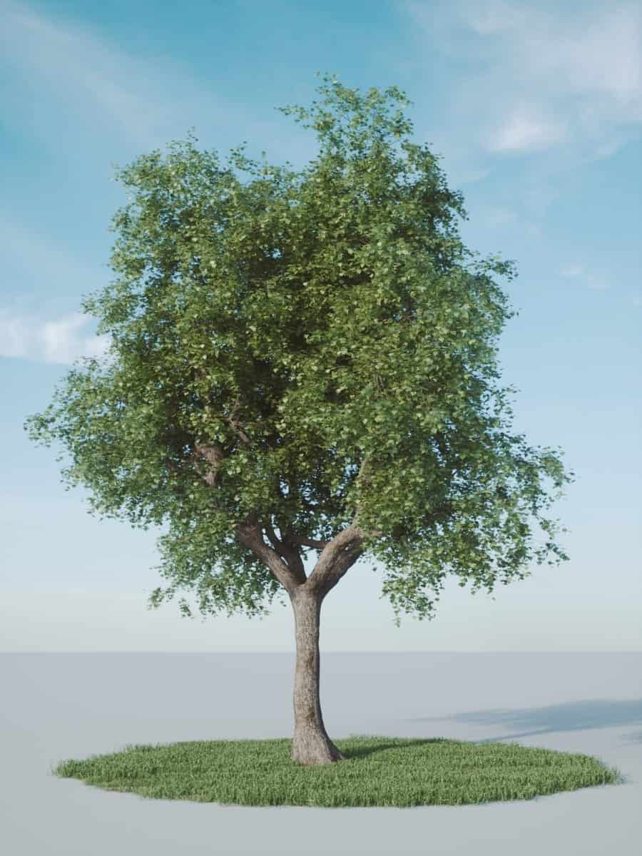 Free 3d model Single Tree ModelFstorm from Archvizscenes