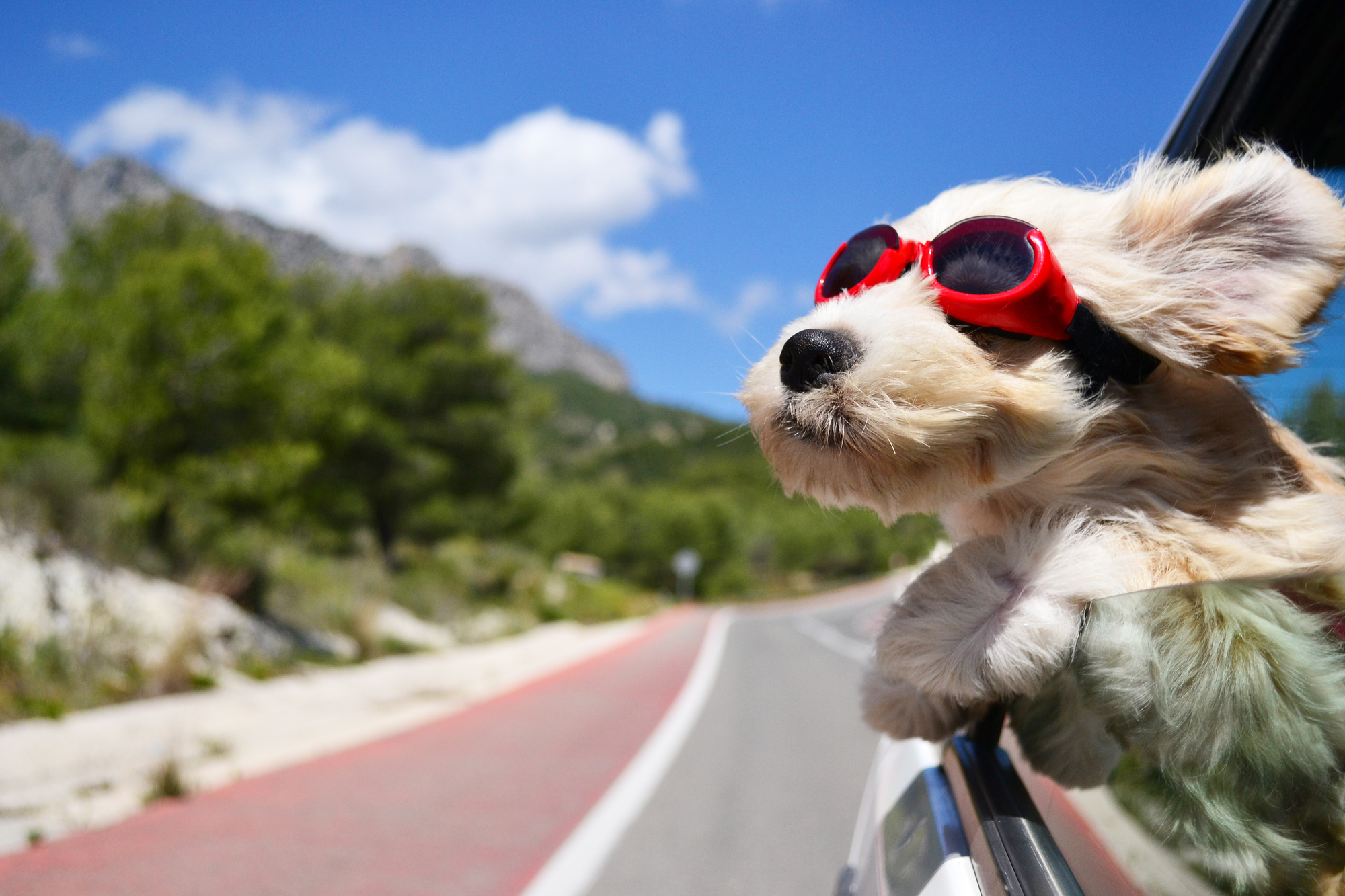Dog Travel 10 Tips for Traveling With Your Pup 3 Kids and Us