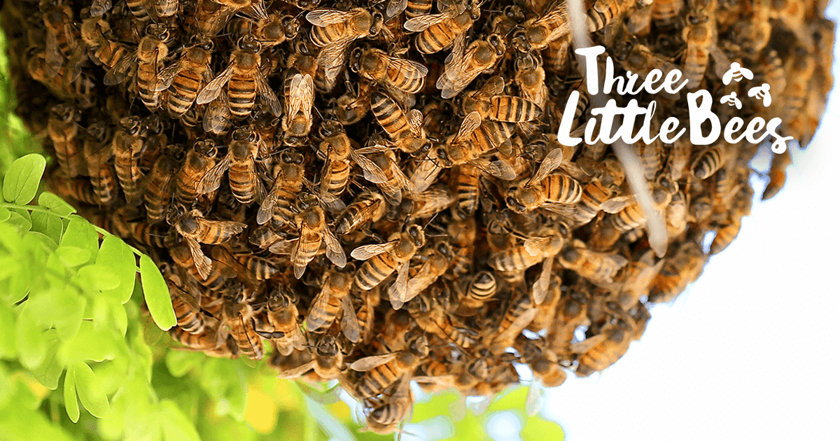 Swarm and Bee Removal Three Little Bees Raleigh, NC