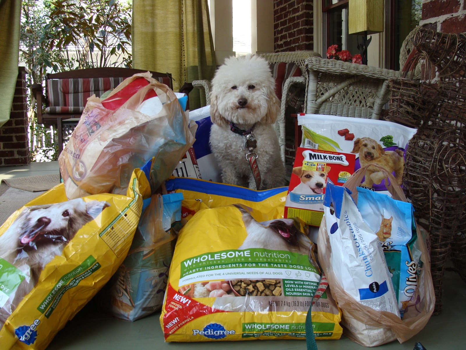 >Save our Pets Food Bank call it kismet