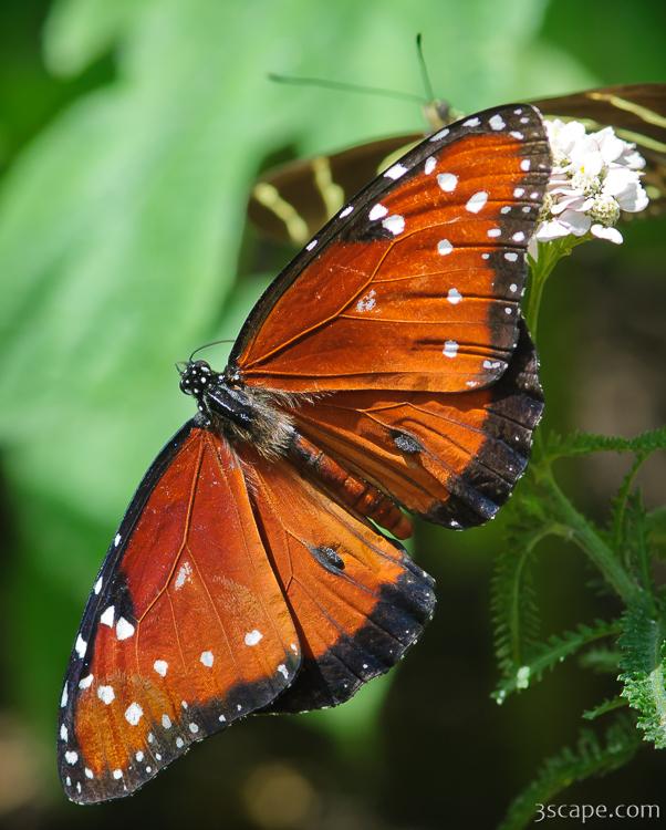 Queen Butterfly Photograph by Adam Romanowicz