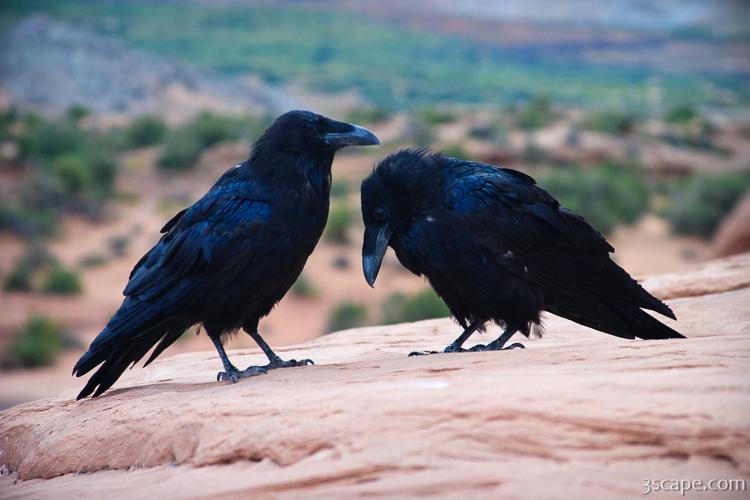 Common Northern Ravens Photograph by Adam Romanowicz
