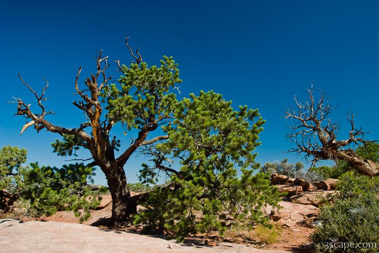 More desert trees Photograph by Adam Romanowicz