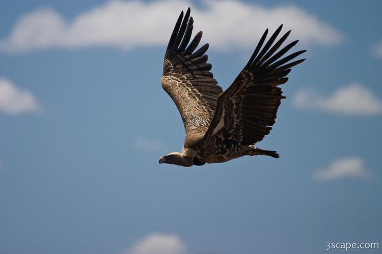 Flying vulture Metal Print by Adam Romanowicz