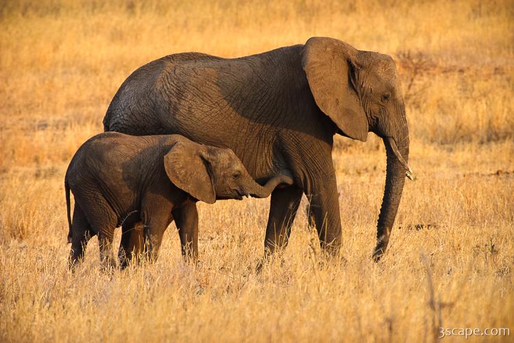 Mother and Baby Elephants Photograph by Adam Romanowicz